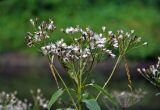 Senecio sarracenicus. Верхушка побега с соплодиями. Московская обл., Дмитровский городской округ, долина р. Якоть, берег реки, у воды. 19.09.2020.