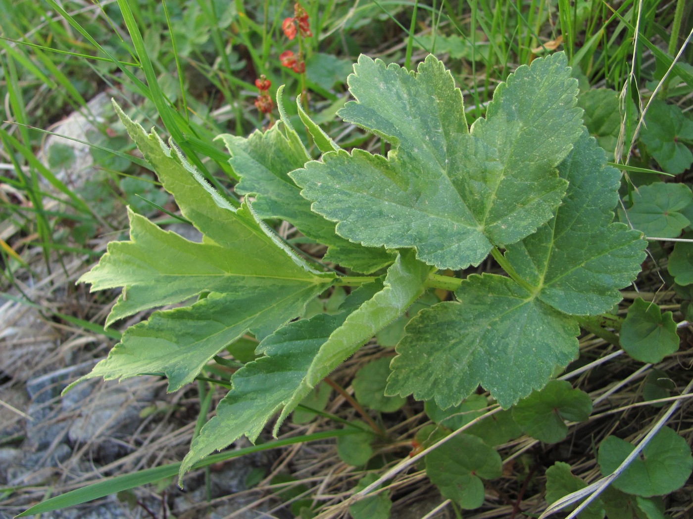 Изображение особи Heracleum freynianum.