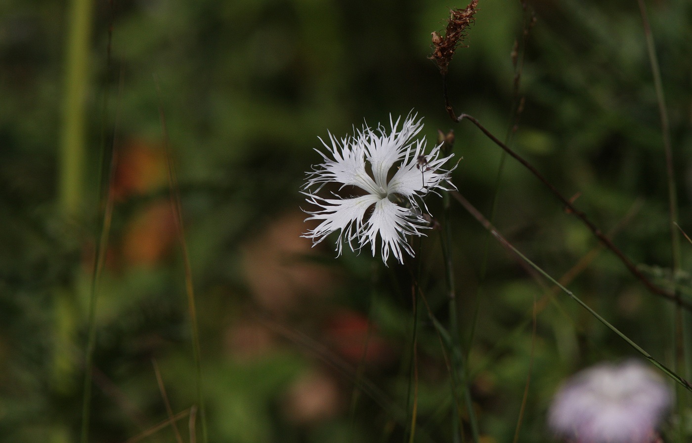 Изображение особи Dianthus hoeltzeri.