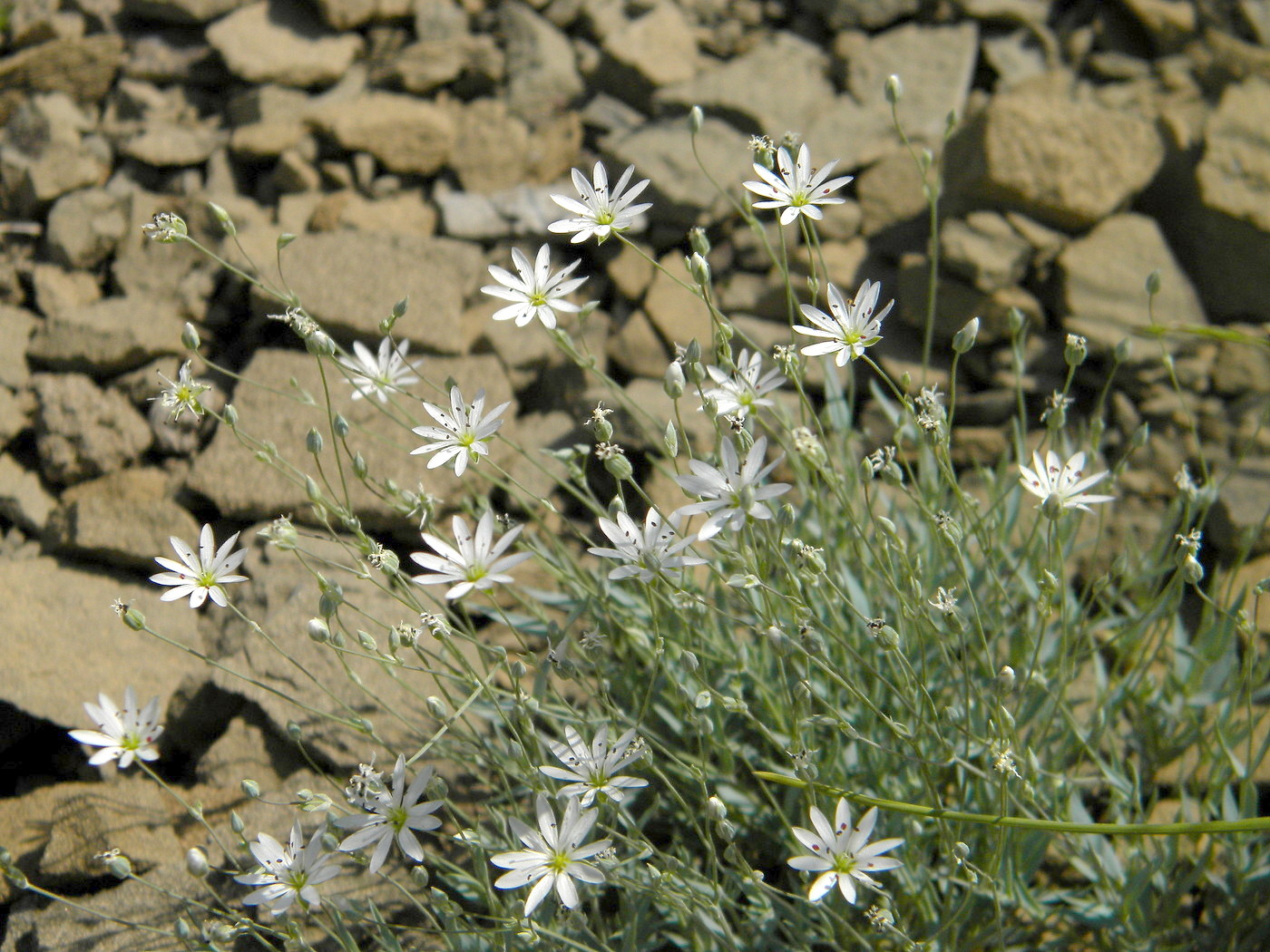 Изображение особи Stellaria fischeriana.