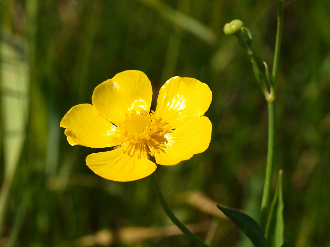 Image of Ranunculus lingua specimen.