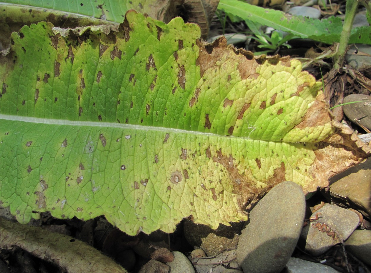 Image of Dipsacus laciniatus specimen.