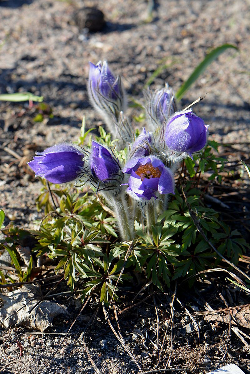 Изображение особи Pulsatilla patens.