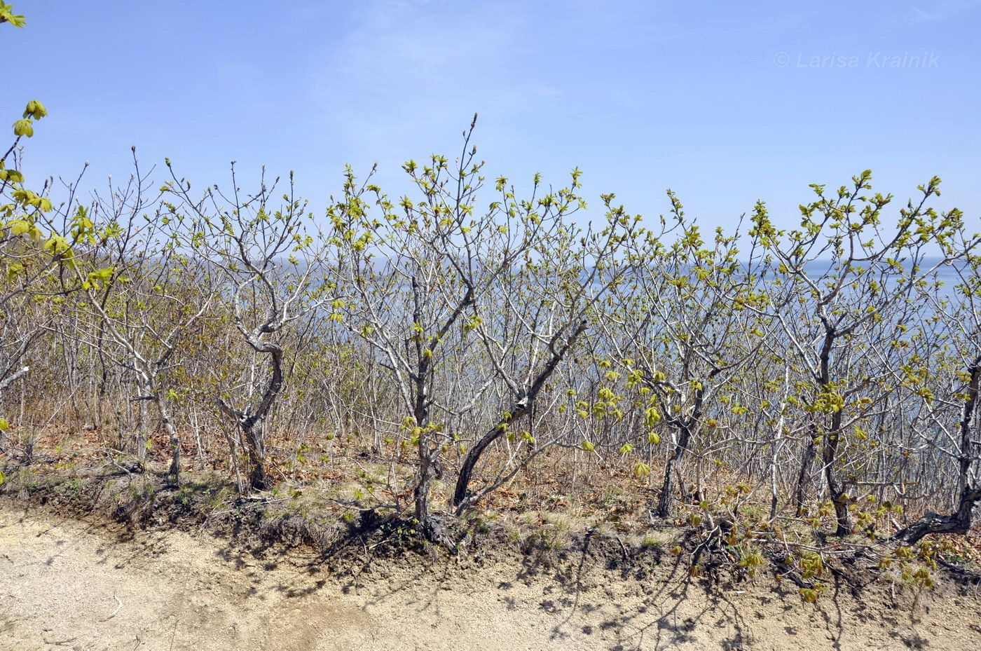 Изображение особи Quercus mongolica.