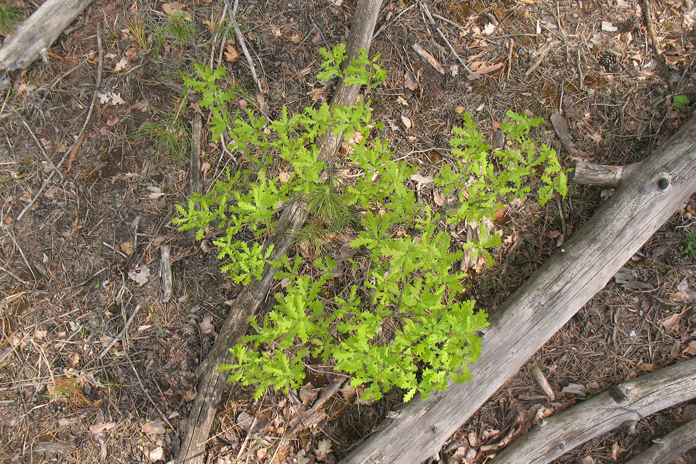 Image of Quercus robur specimen.