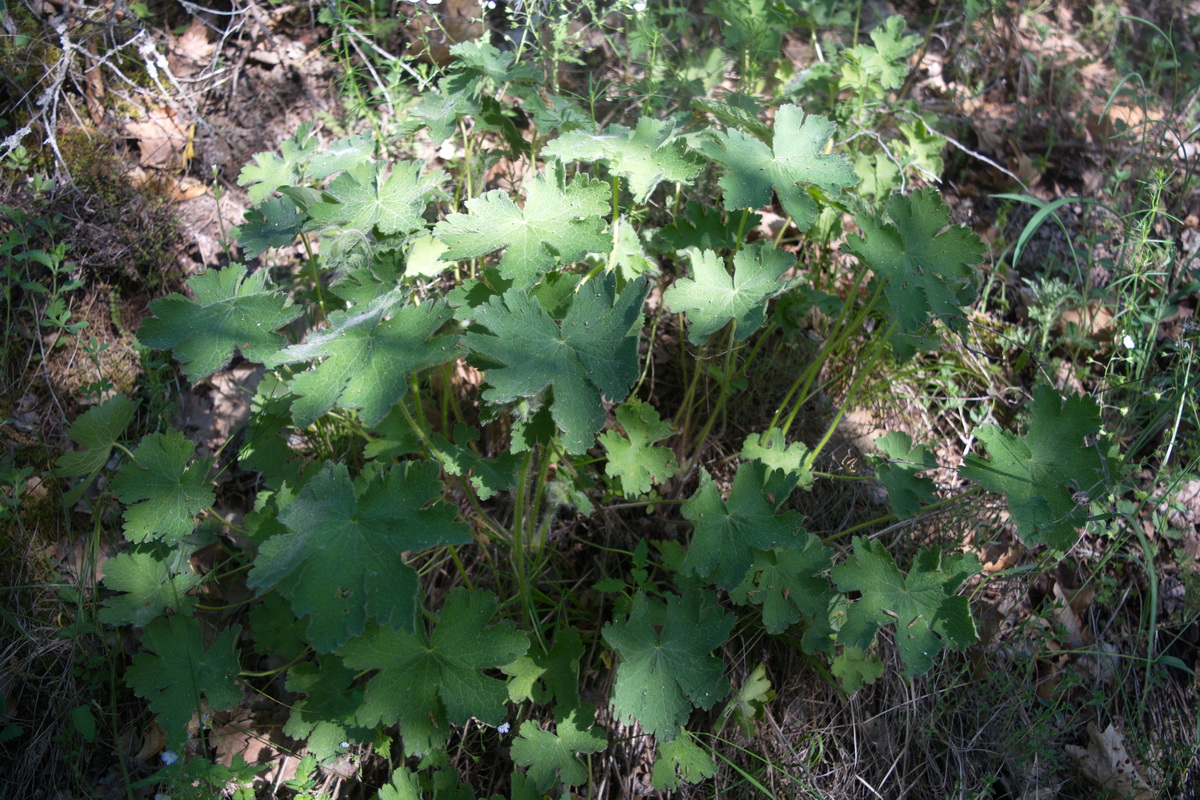 Image of Geranium platypetalum specimen.