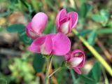 Lathyrus tuberosus