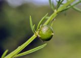 Asparagus schoberioides. Часть побега с незрелым плодом. Приморский край, Уссурийский гор. округ, окр. с. Монакино, берег ручья в широколиственном редколесье. 02.07.2021.