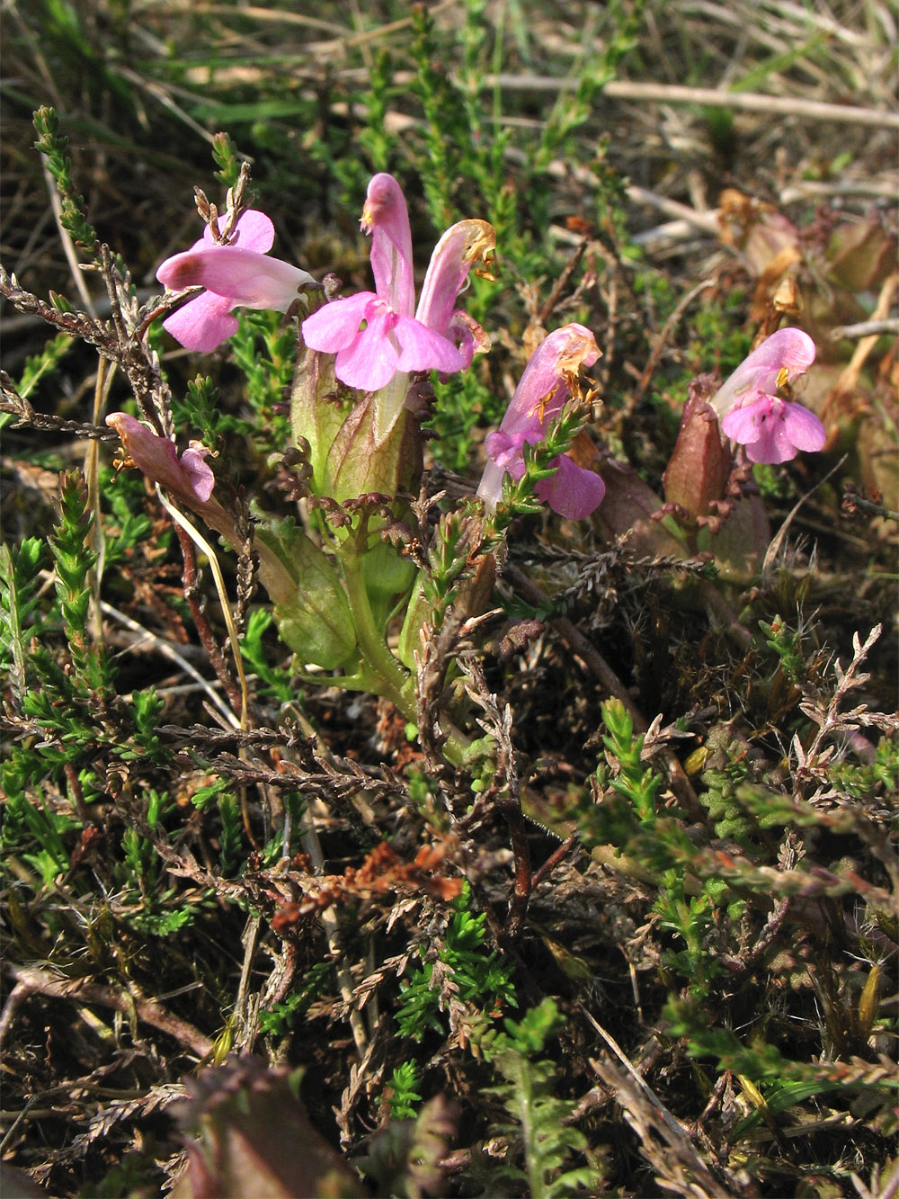 Изображение особи Pedicularis sylvatica.