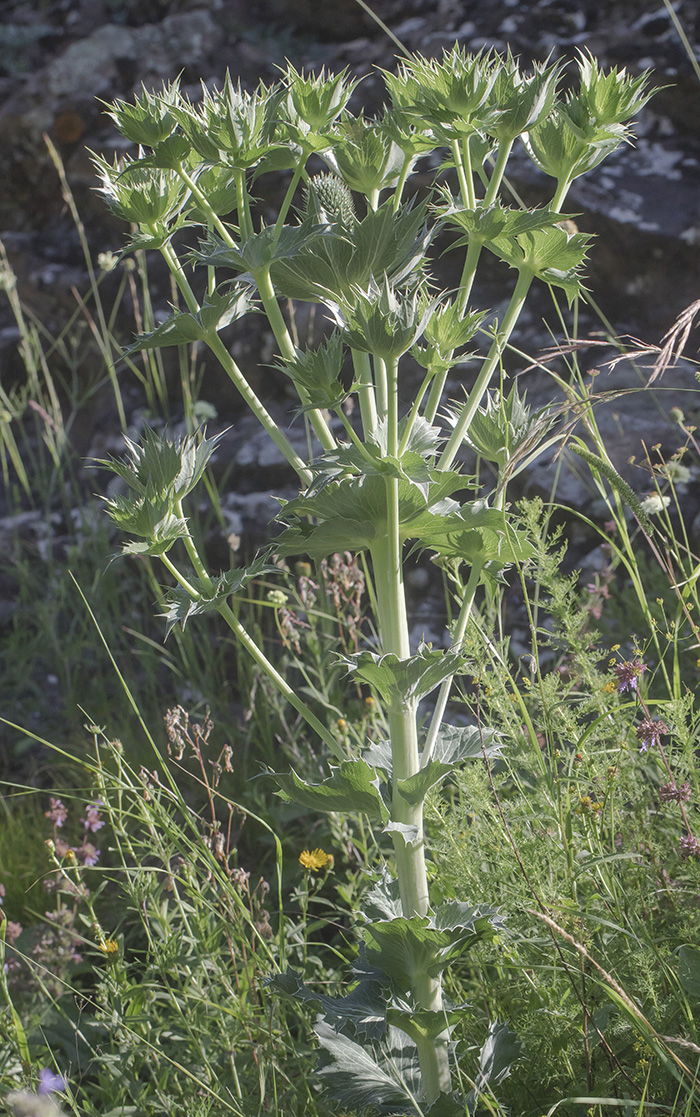 Изображение особи Eryngium giganteum.