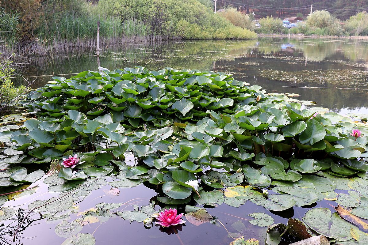 Изображение особи Nymphaea &times; marliacea.