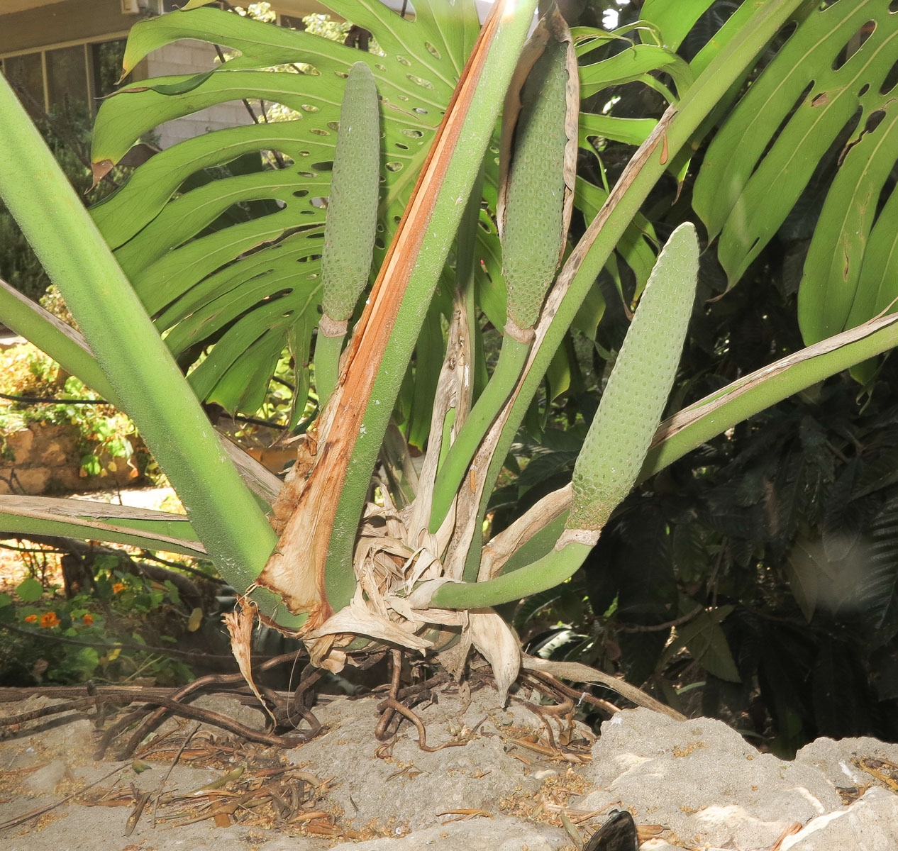 Image of Monstera deliciosa specimen.