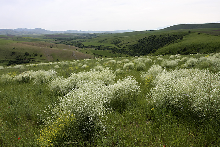 Image of Crambe orientalis specimen.