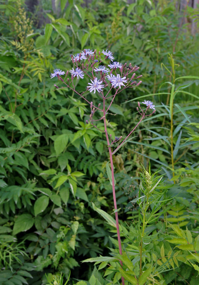 Image of Lactuca sibirica specimen.