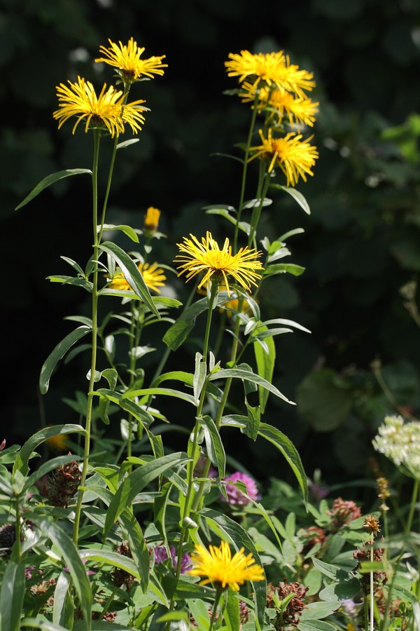 Image of Inula salicina specimen.