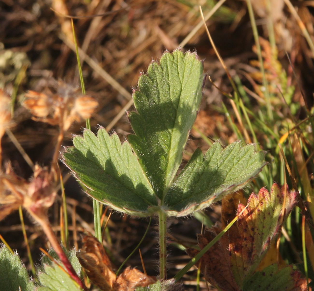 Image of genus Potentilla specimen.