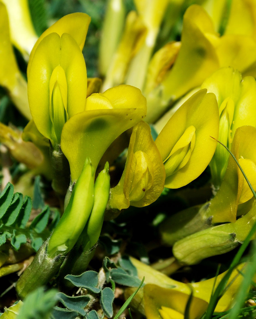 Image of Astragalus macronyx specimen.