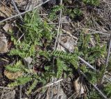 Astragalus falcatus. Вегетирующее растение. Пермский край, Кунгурский р-н, ур. Подкаменная гора, разнотравный луг. 06.05.2022.