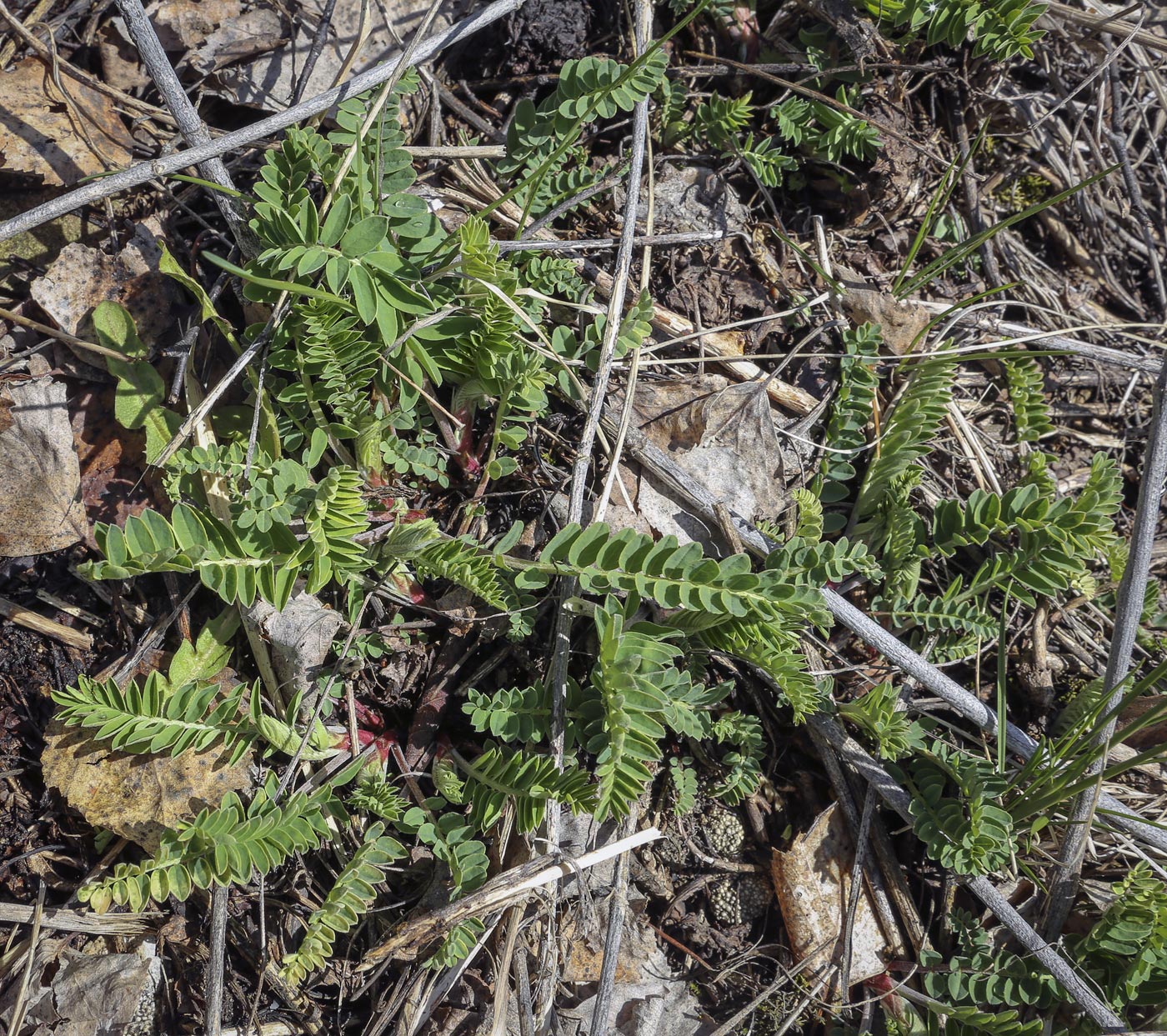 Image of Astragalus falcatus specimen.