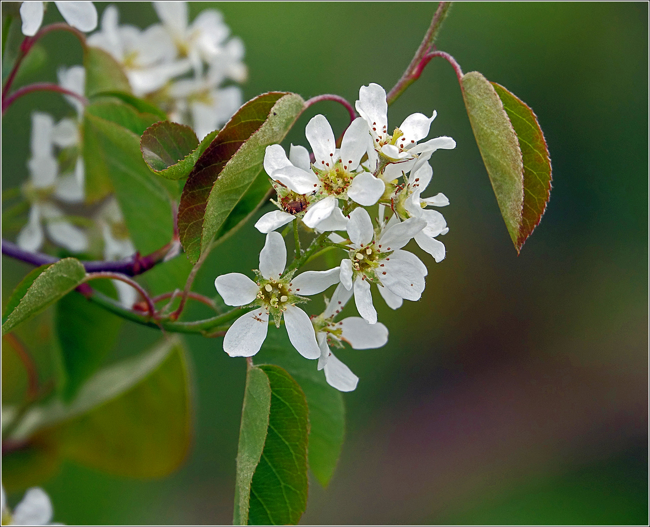 Image of Amelanchier spicata specimen.