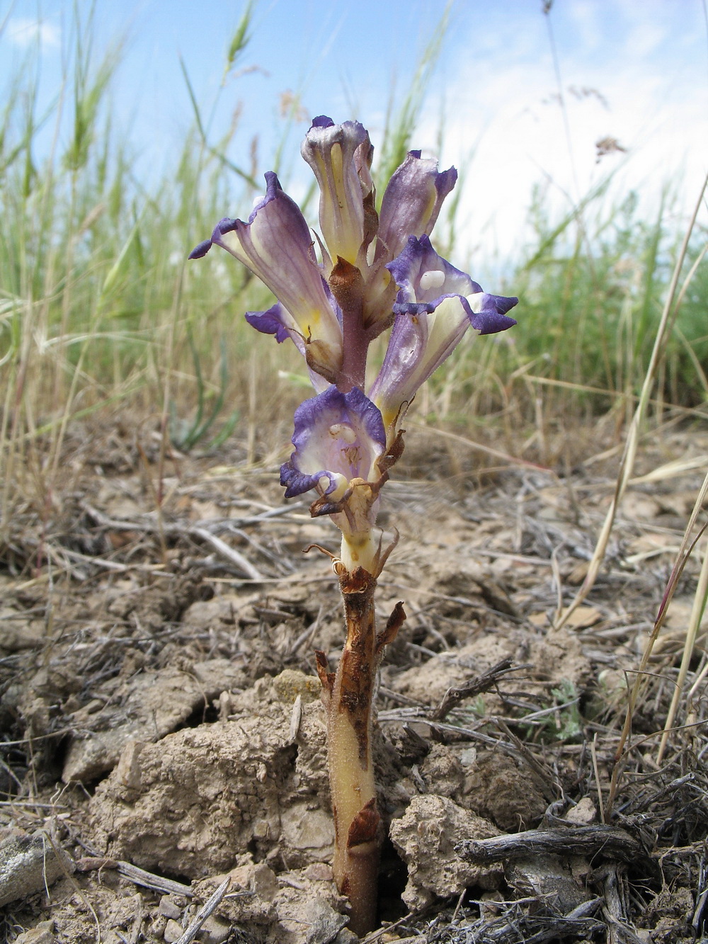 Image of Orobanche amoena specimen.