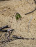 Anisantha tectorum. Цветущее растение. Дагестан, Кумторкалинский р-н, бархан Сарыкум, песчаный склон. 30.04.2022.