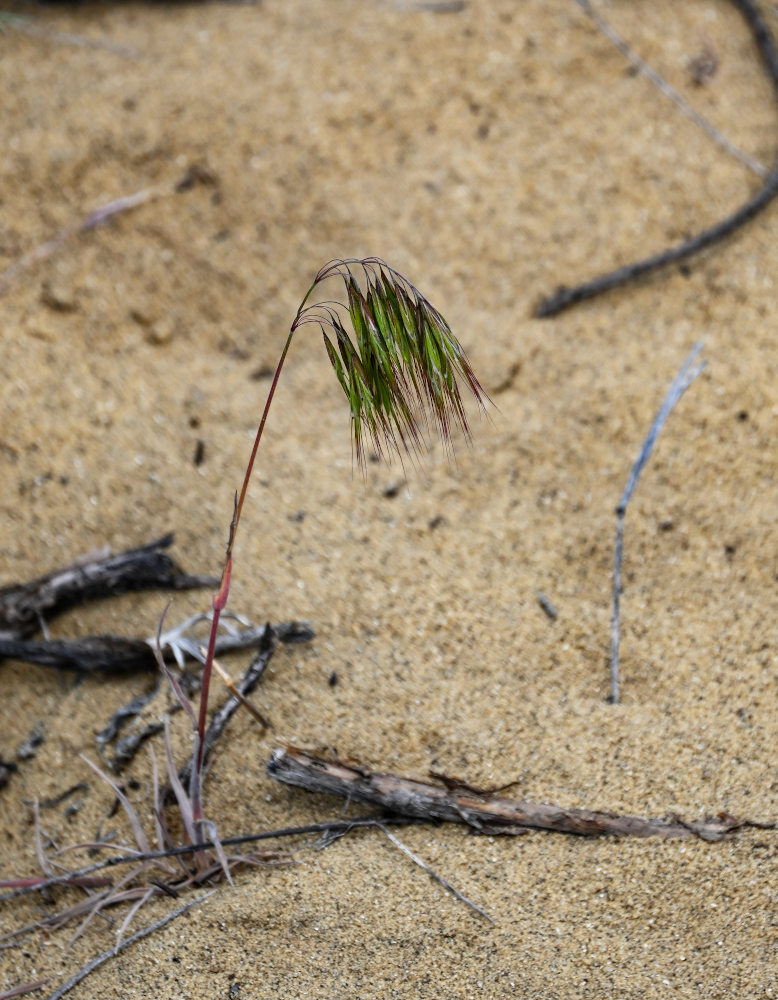 Image of Anisantha tectorum specimen.