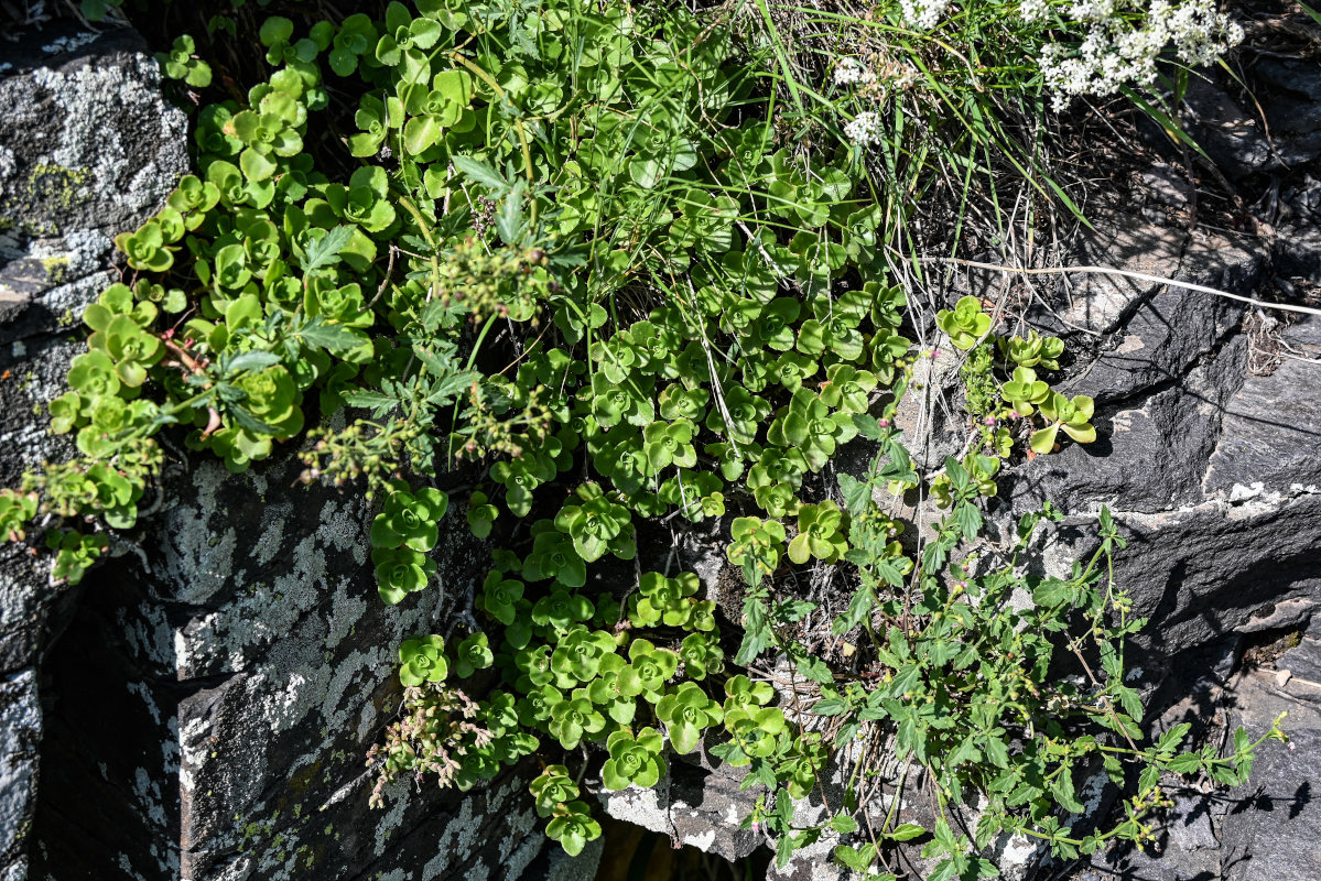 Image of Sedum oppositifolium specimen.