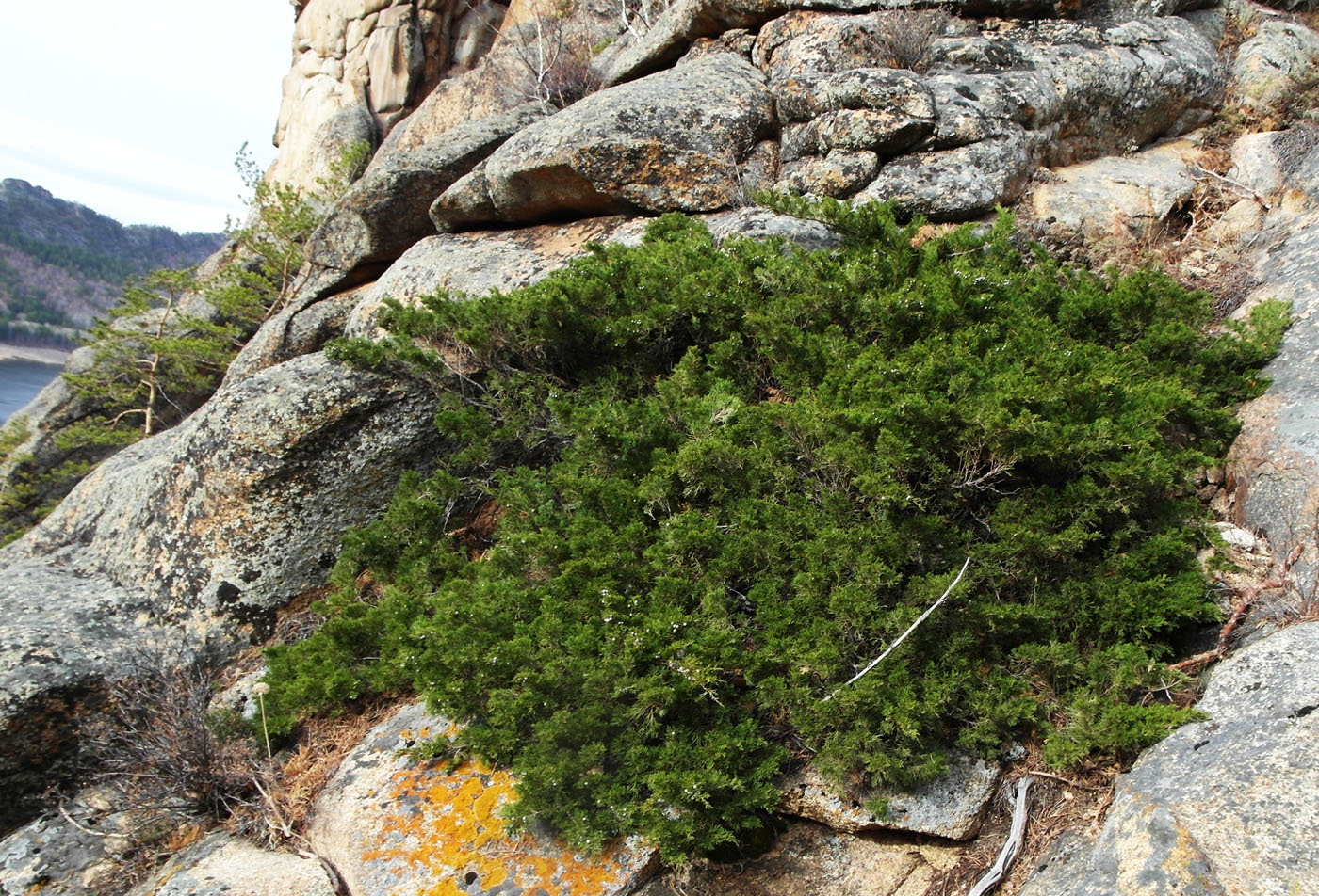 Image of Juniperus sabina specimen.