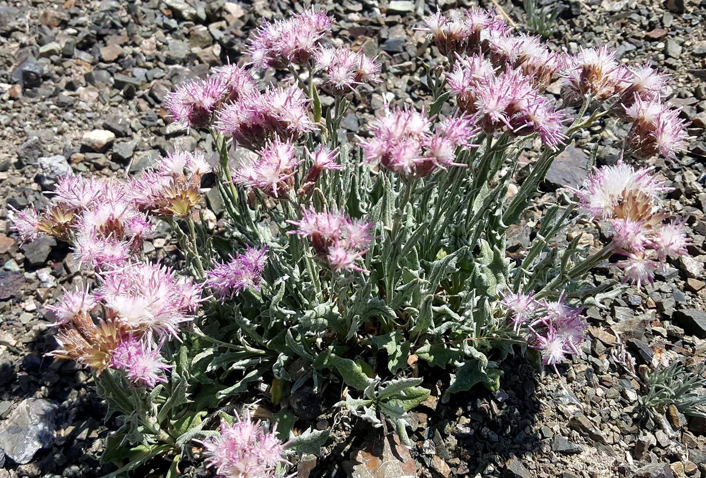 Image of Jurinea chaetocarpa specimen.