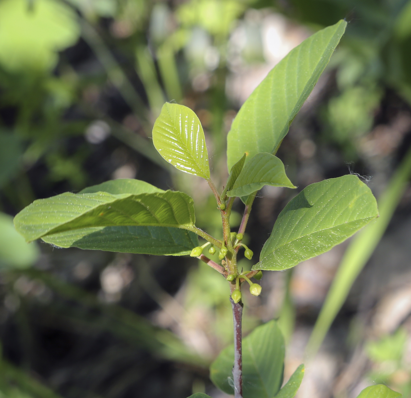 Image of Frangula alnus specimen.