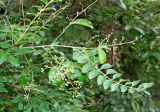 Ligustrum sinense. Ветвь с незрелыми плодами и листьями. Абхазия, г. Сухум, Сухумский ботанический сад. 25.09.2022.
