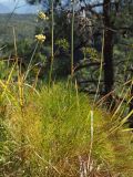 Peucedanum longifolium. Нижние части растений. Краснодарский край, окр. г. Сочи, ур. Орлиные скалы, обрывистый выход осадочных пород, редколесье сосны пицундской (Pinus pityusa). 09.09.2022.