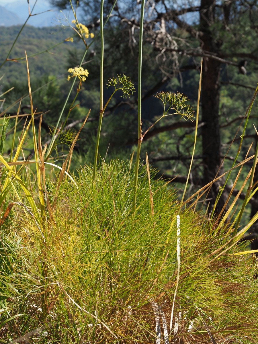 Image of Peucedanum longifolium specimen.