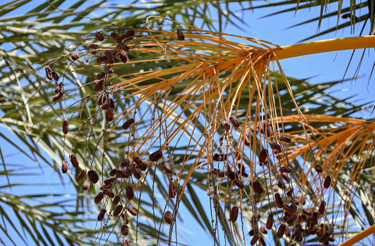 Image of Phoenix dactylifera specimen.