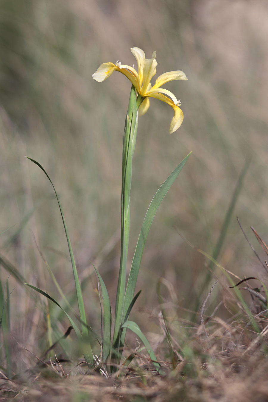 Изображение особи Iris halophila.