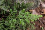 Asplenium × souchei. Листья (вайи). Южный Берег Крыма, гора Аю-Даг. 3 января 2011 г.