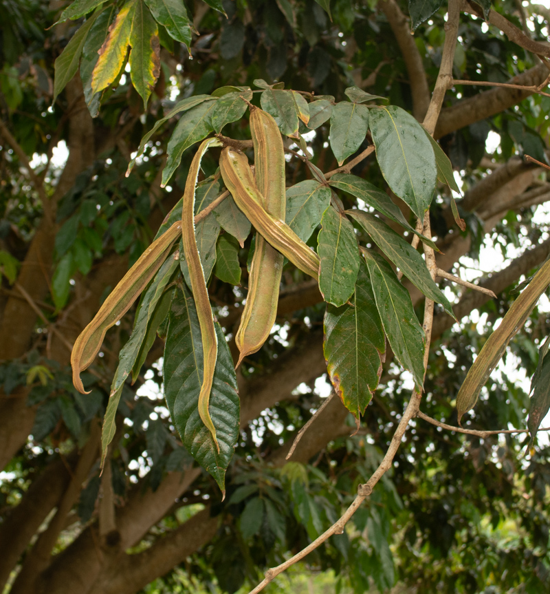 Image of Inga feuillei specimen.