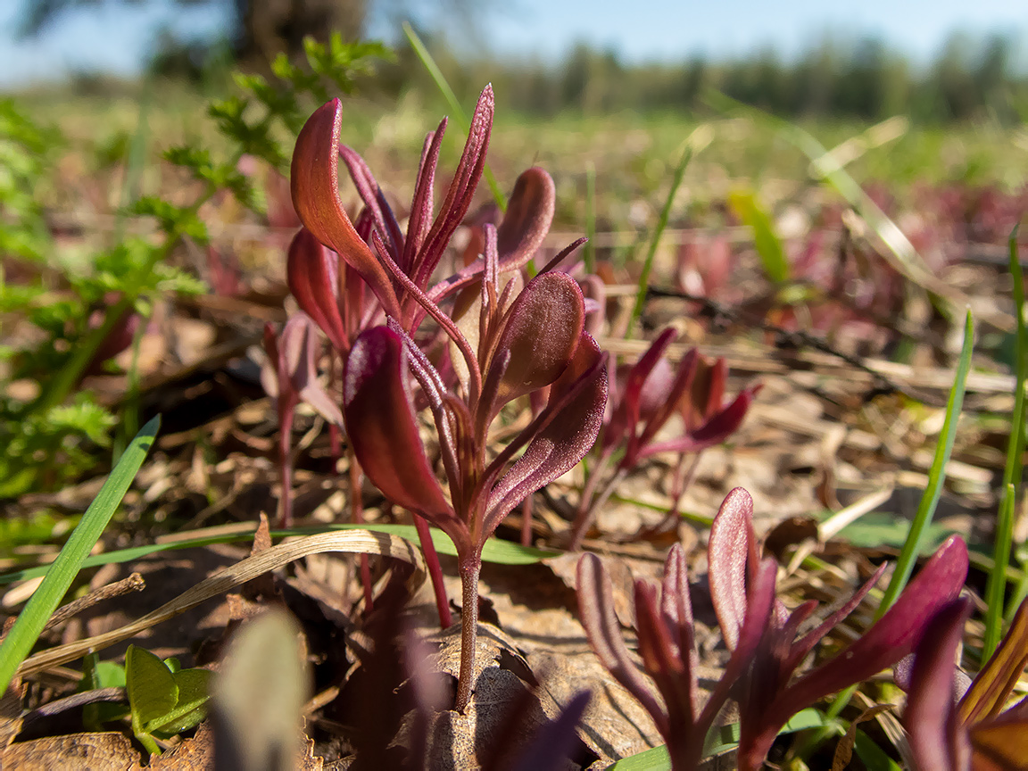 Image of Melampyrum nemorosum specimen.