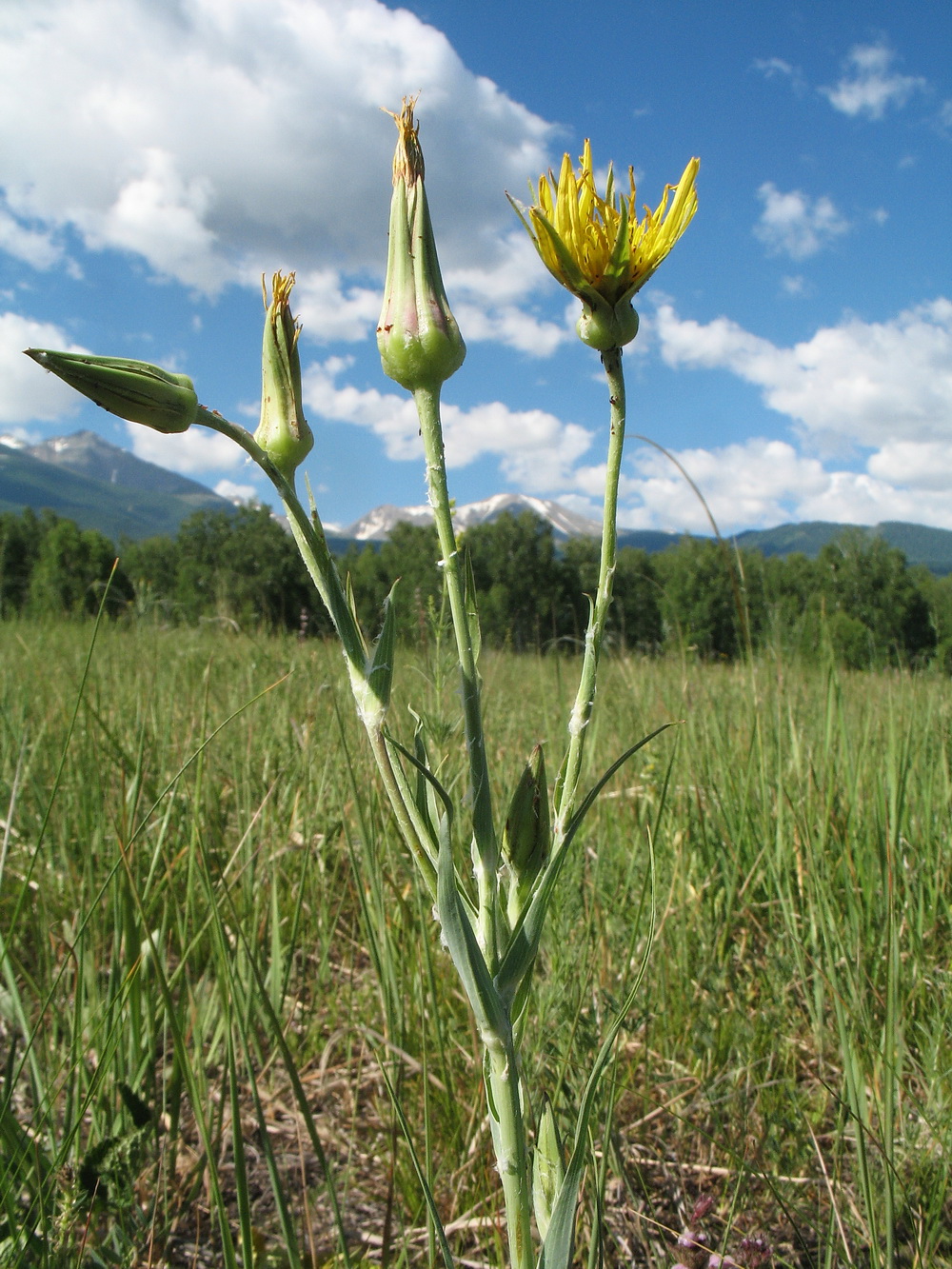 Image of Tragopogon ruthenicus specimen.