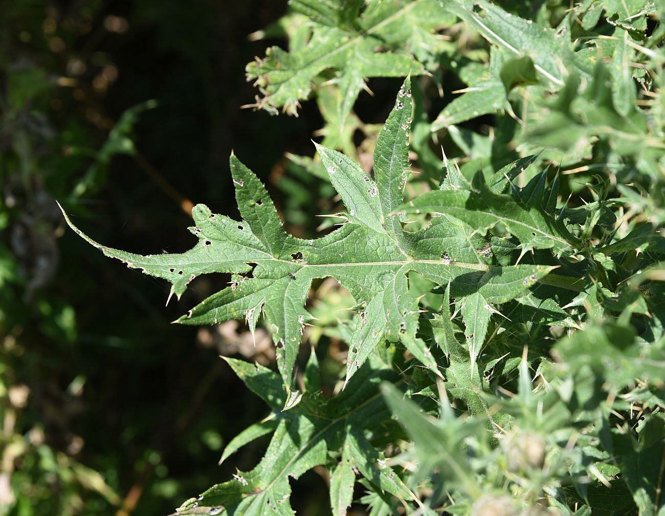 Изображение особи семейство Asteraceae.