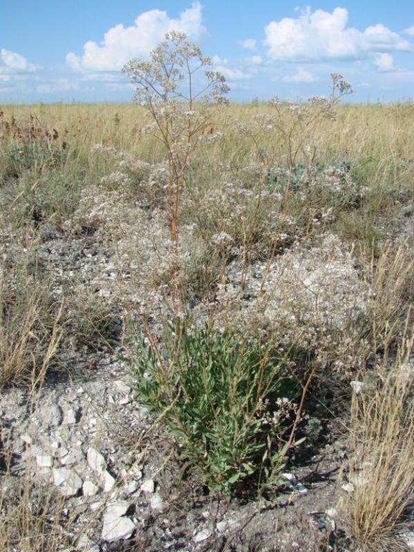 Image of Gypsophila volgensis specimen.