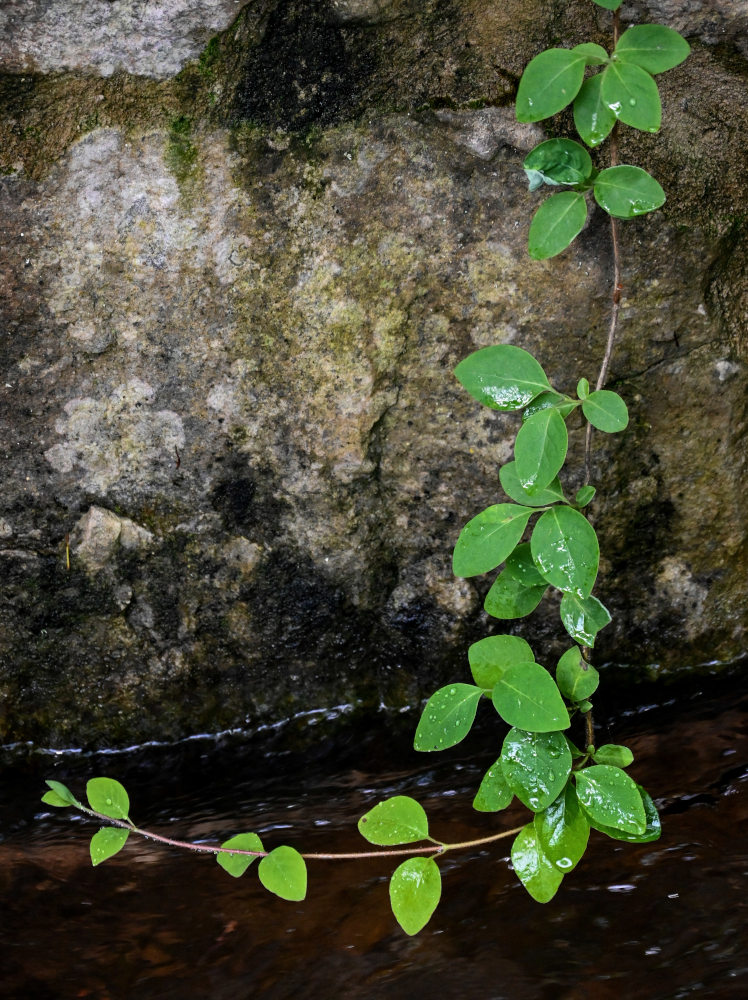 Image of Lonicera caprifolium specimen.