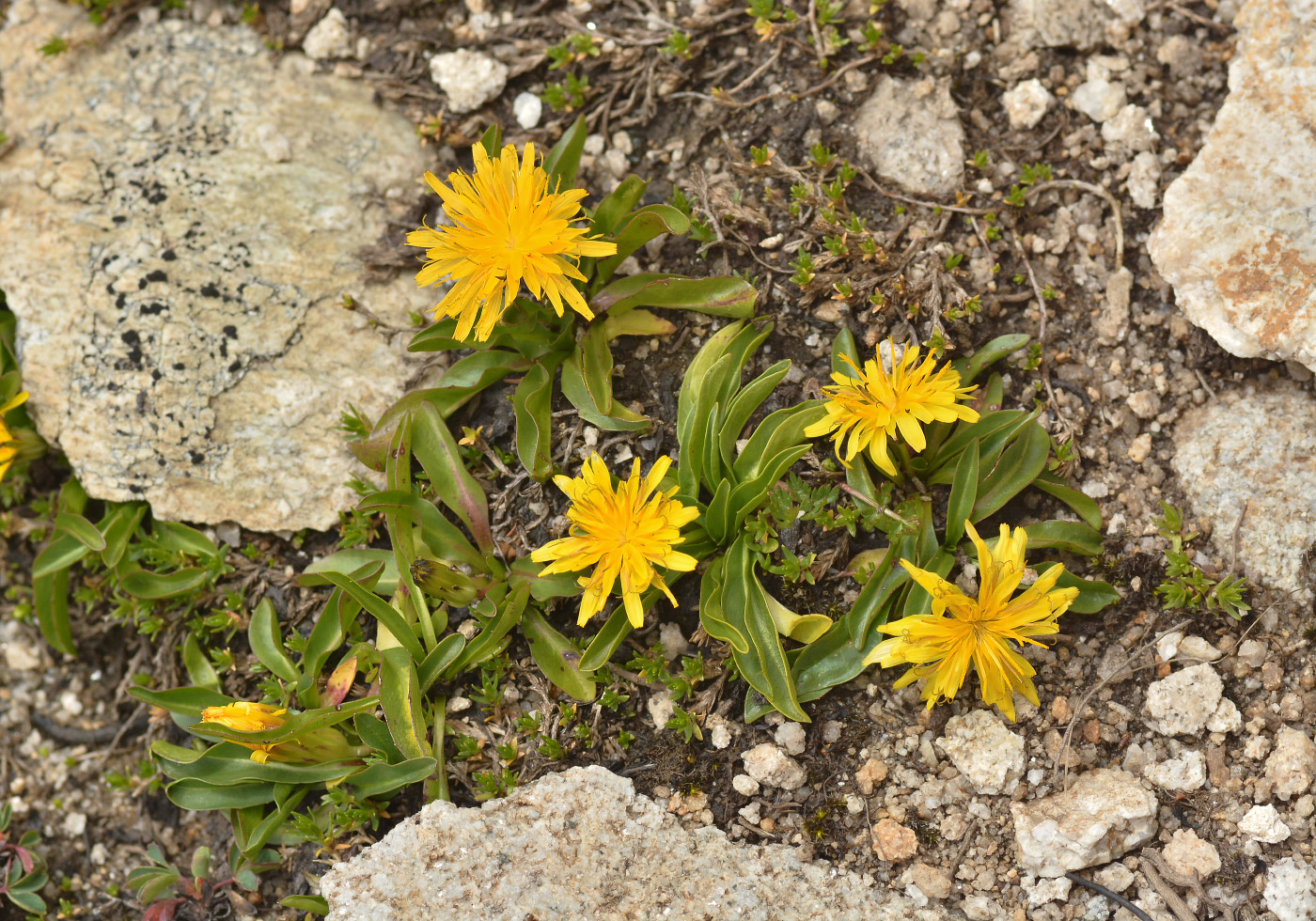 Изображение особи род Taraxacum.