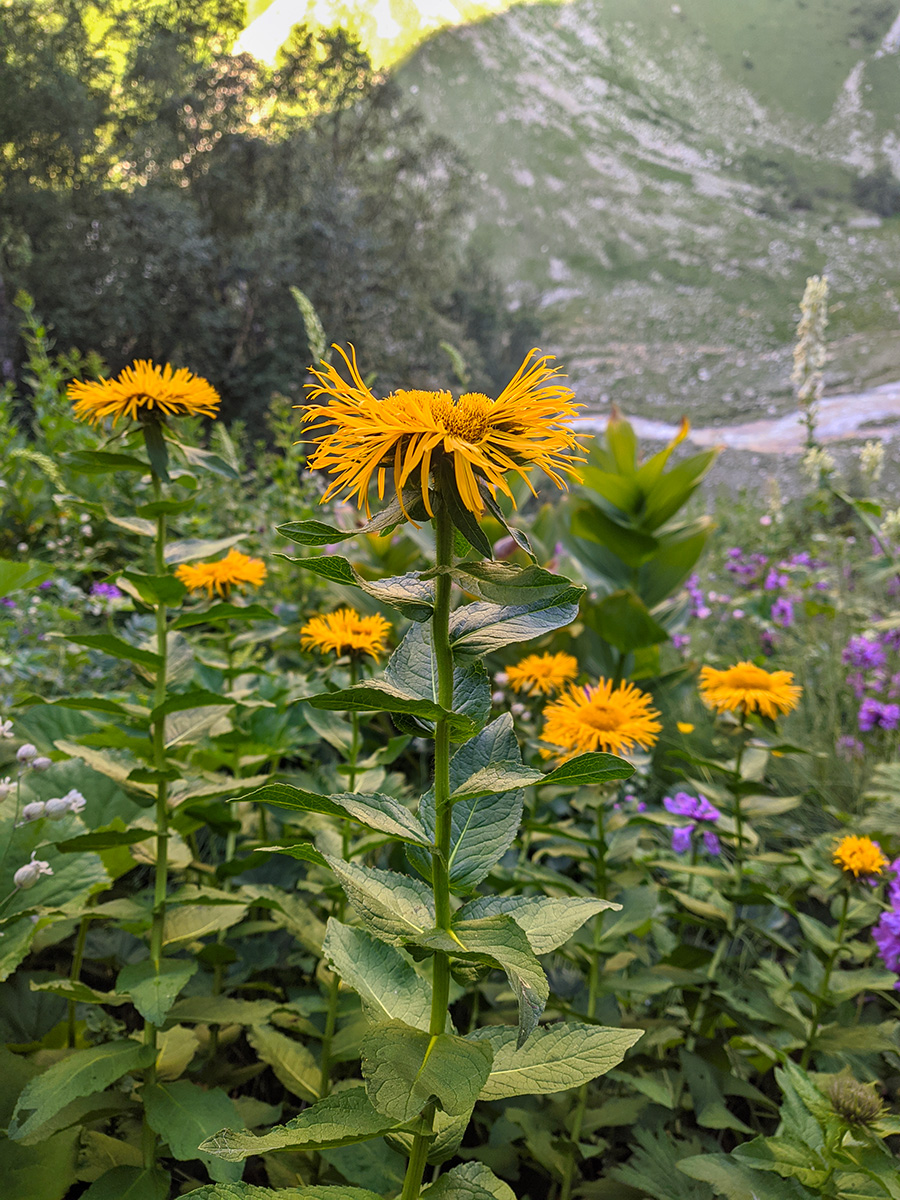 Изображение особи Inula orientalis.