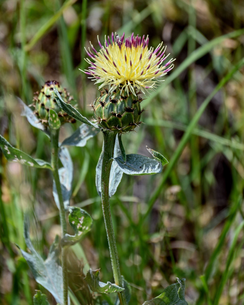 Image of Tomanthea spectabilis specimen.