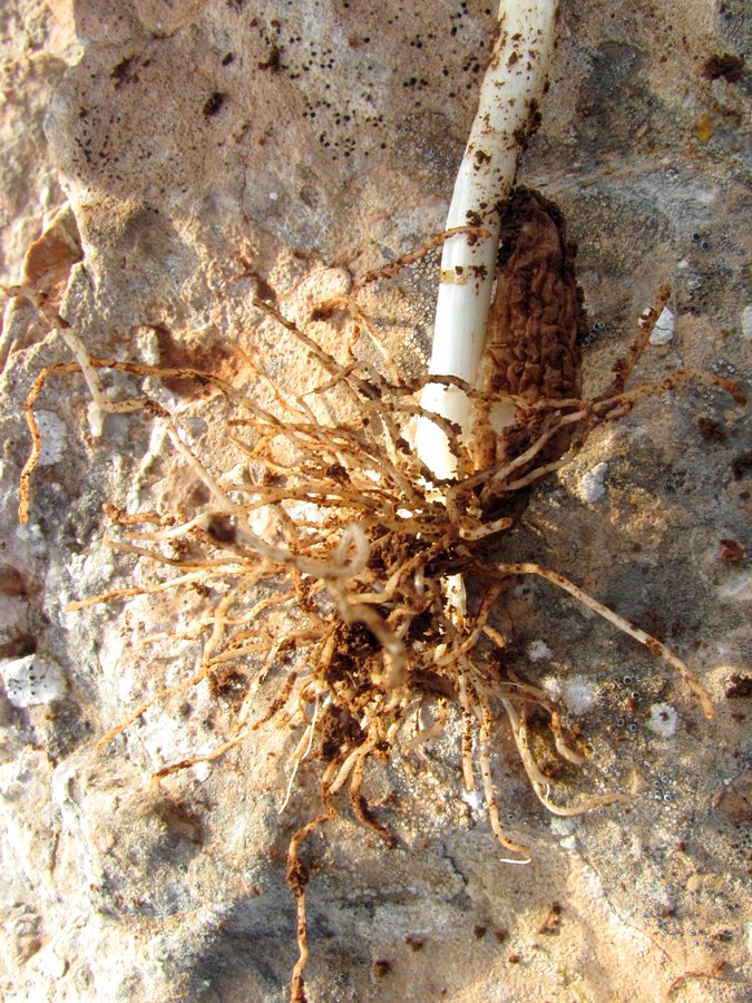 Image of Colchicum triphyllum specimen.