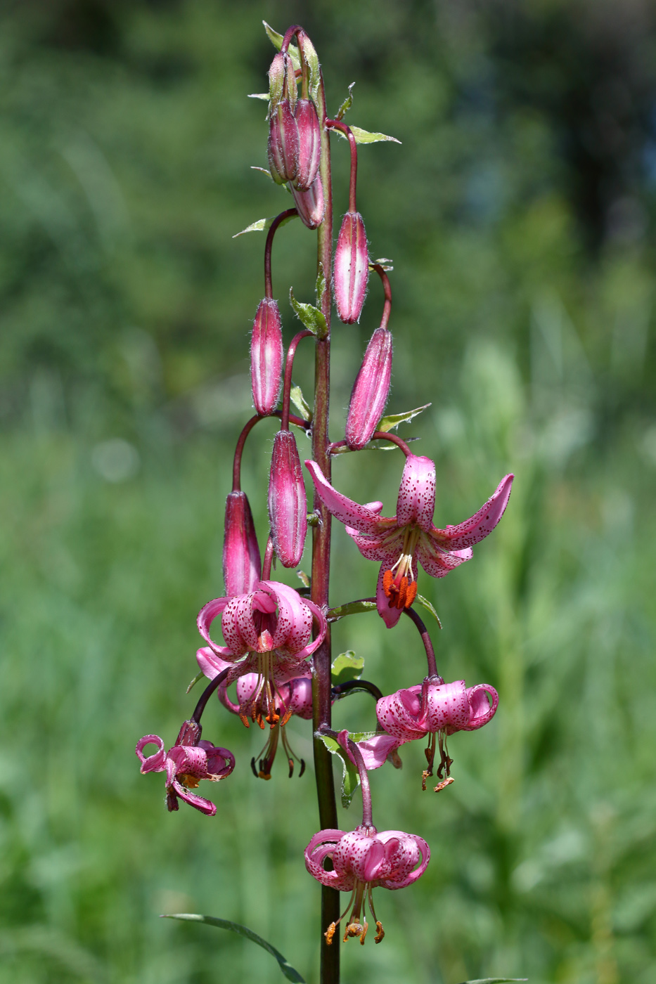 Image of Lilium pilosiusculum specimen.