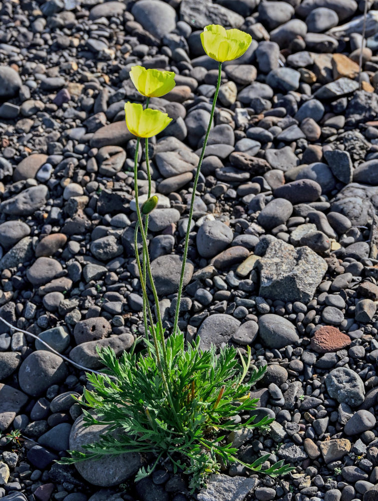 Изображение особи род Papaver.