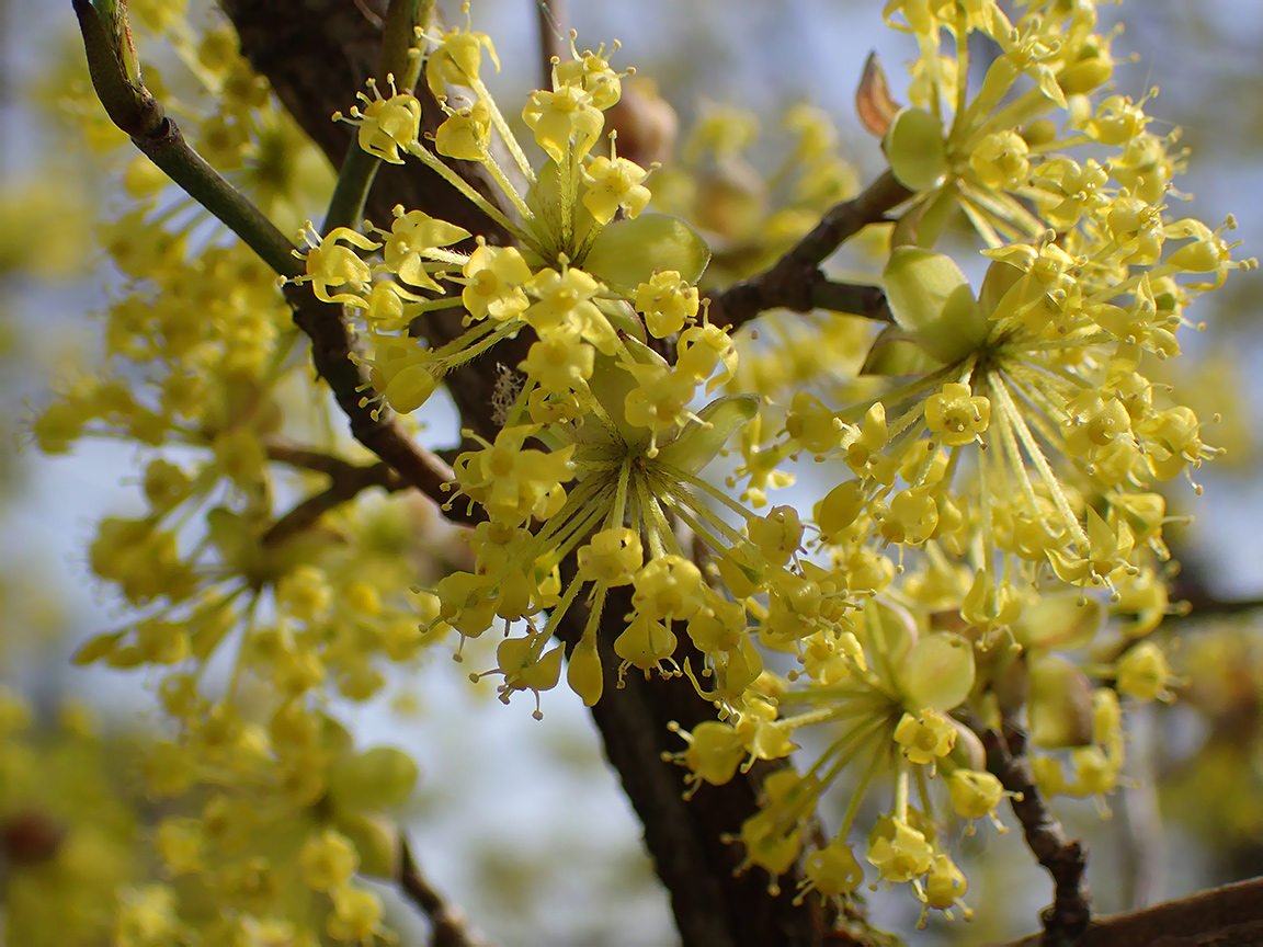 Image of Cornus mas specimen.